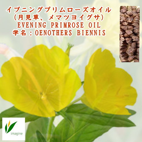 イブニングプリムローズオイル　（月見草油）