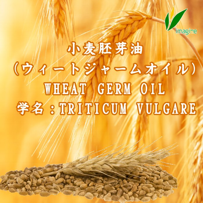 小麦胚芽油 （ウィートジャームオイル） WHEAT GERM OIL 学名：TRITICUM VULGARE 天然ビタミンEを豊富に含む（平均値240mg／100g）またリノール酸主体のオイルです。