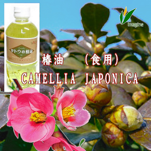 椿油（食用油脂）