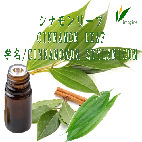 シナモンリーフ／エッセンシャルオイル（精油） CINNAMON LEAF 学名：Cinnamomum zeylanicum エキゾチックでスパイシーな、ニッキを思わせる温かみのある香りの精油です。