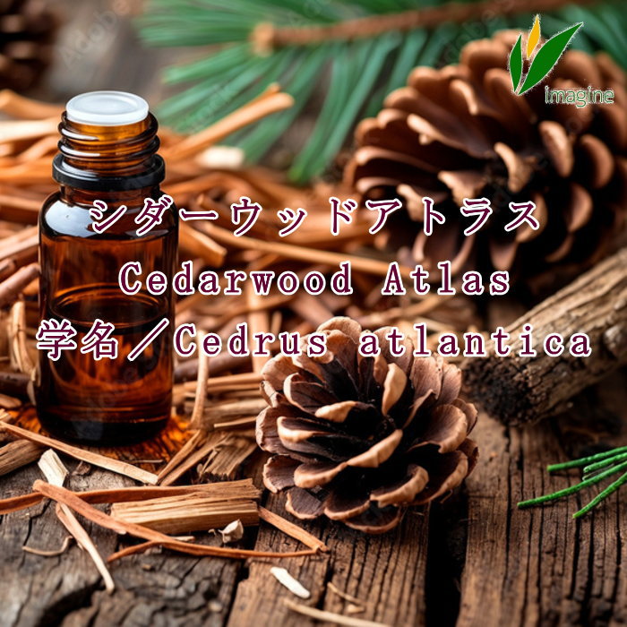 シダーウッドアトラス／エッセンシャルオイル（精油） Cedarwood Atlas 学名：Cedrus atlantica 穏やかな甘さを感じる、落ち着いた森林調の香りを持つ精油です。